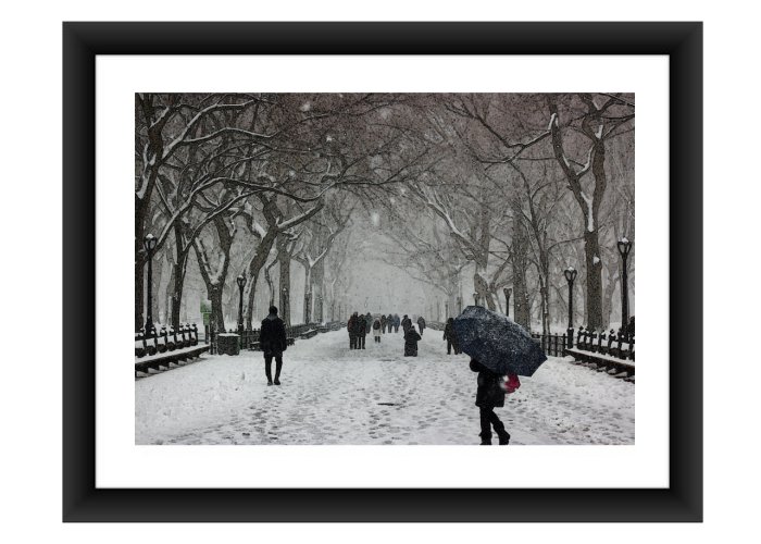Winter Park Cold Snow Trees Urban New York